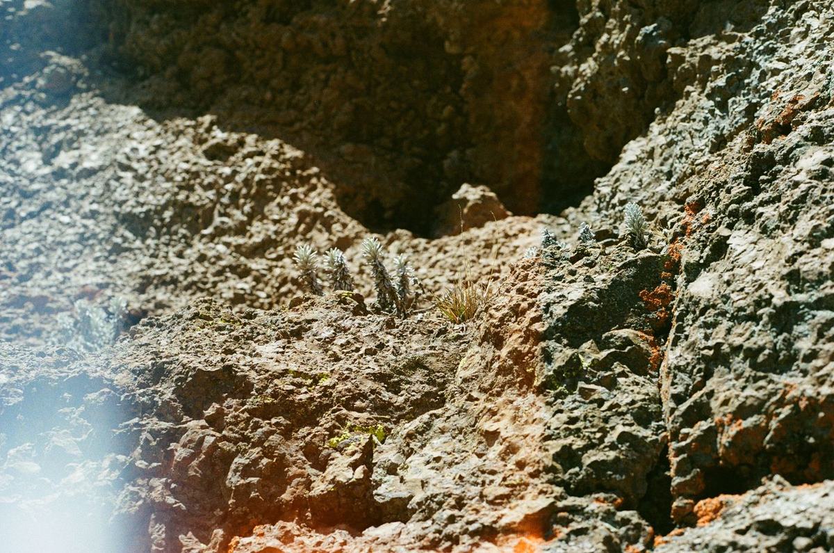 Close detail of pale crusted rock on a steep slope, textures overlapping in raking light.